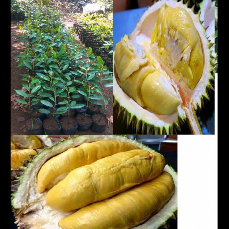 BIBIT DURIAN BAWOR SUPER UNGGUL.