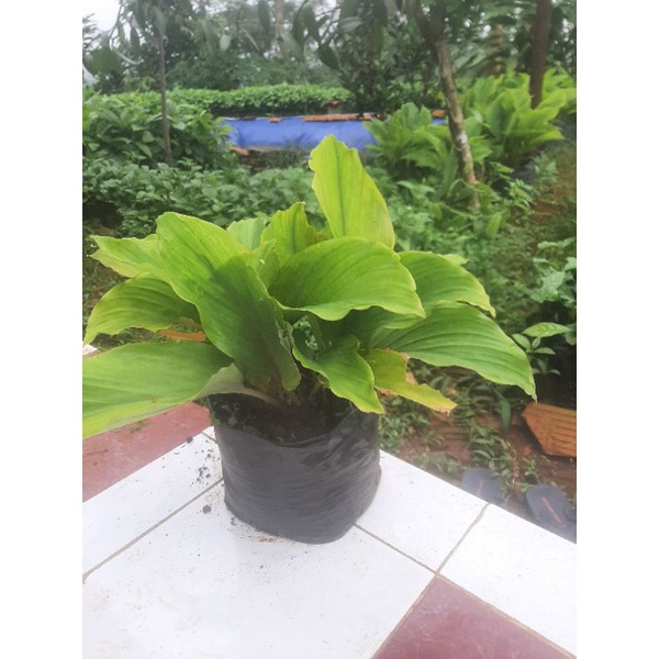 bibit Kunyit Hitam 8-15 tunas