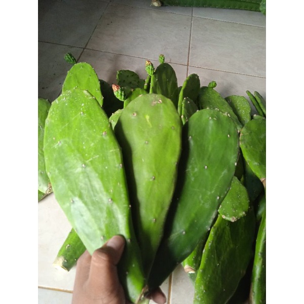 kaktus centong besar kaktus centong kaktus centong kaktus centong bibit kaktus centong hiasan pot