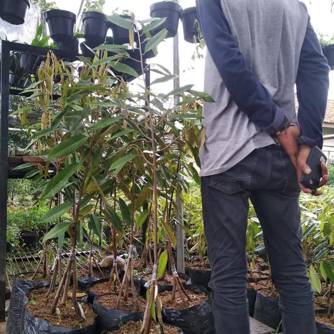 BIBIT TANAMAN BUAH DURIAN BAWOR KAKI 3 TINGGI 1 METER TERMURAH