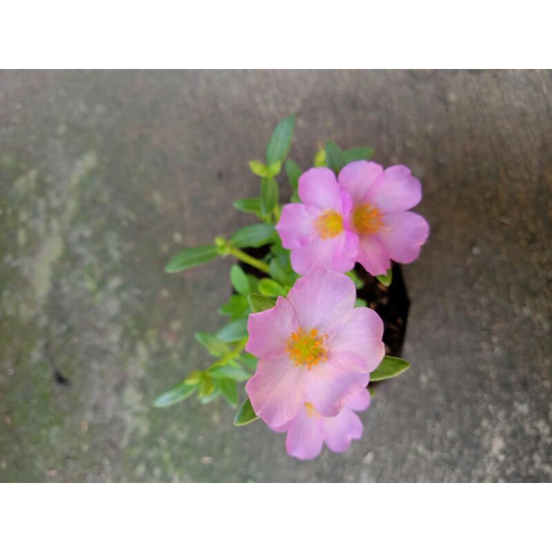 krokot bunga - stek bunga krokot lokal