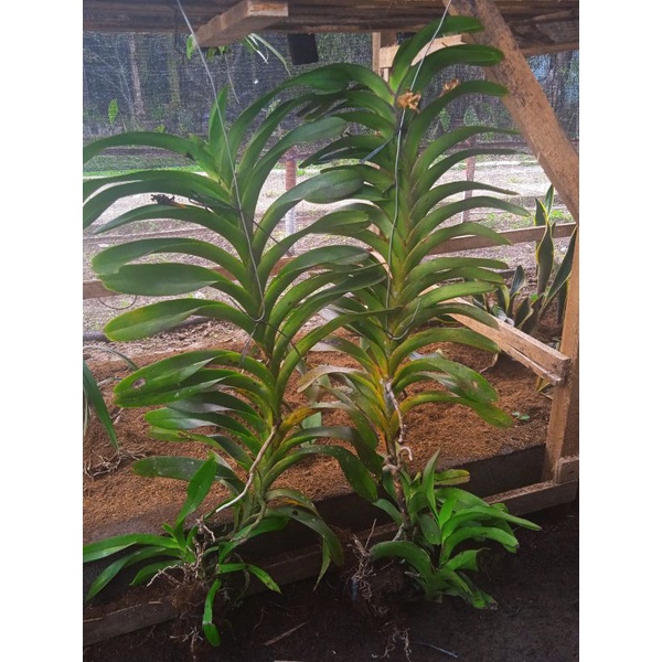 bibit anggrek vanda