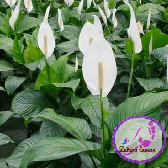 Tanaman peace lily tanaman peace lily