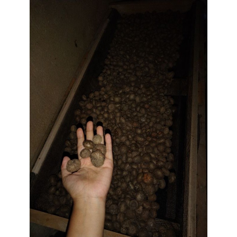 Buah katak porang 1 kg