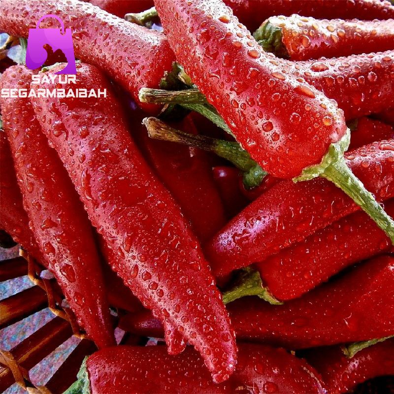 

cabai merah besar segar (TW) 250 gram