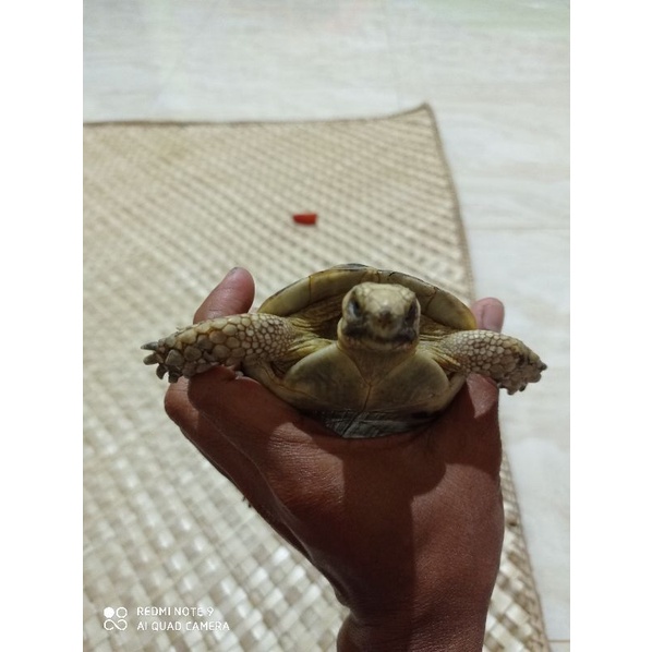 hiasan kura-kura golden greek alias greace 11 cm jantan