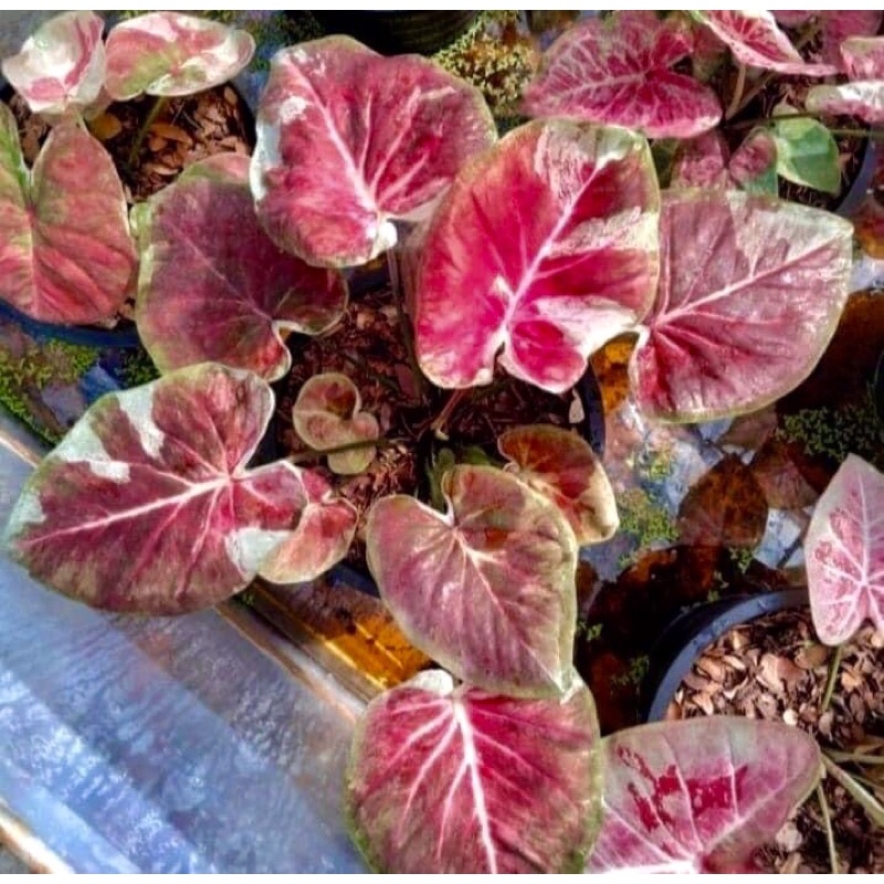 Bibit Caladium cherry blosom hanya 1 dan gatot kaca