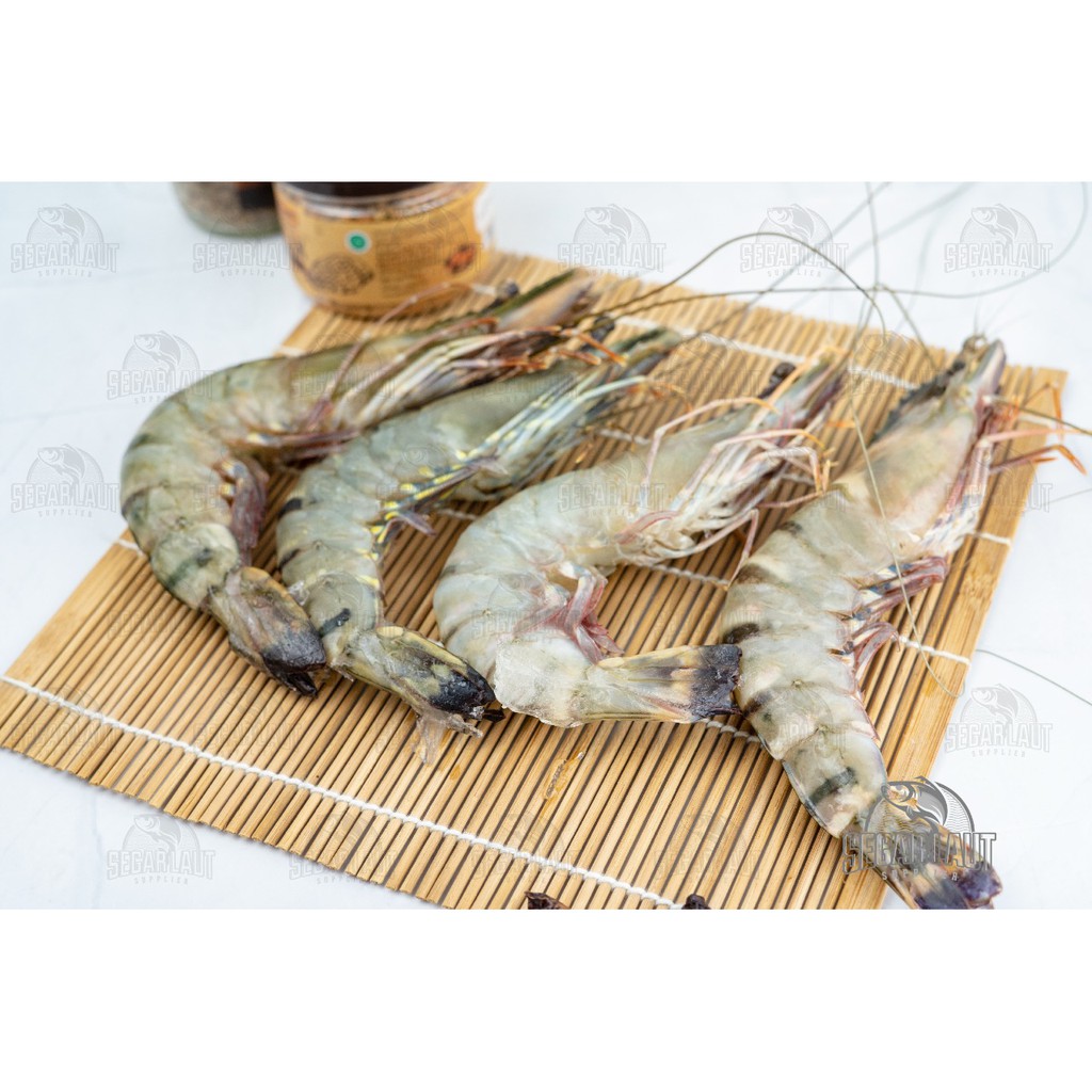 

UDANG PANCET | WINDU | TIGER | SIZE JUMBO AK 10-12 EKOR | FRESH FROZEN