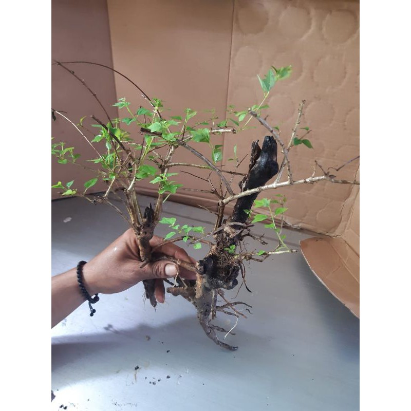 bahan bonsai wareng bintang berkarakter