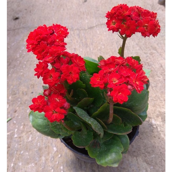 Tanaman Bunga Calandiva Cocor Bebek  Kalanchoe / Calanchoe Bisa Pilih Warna