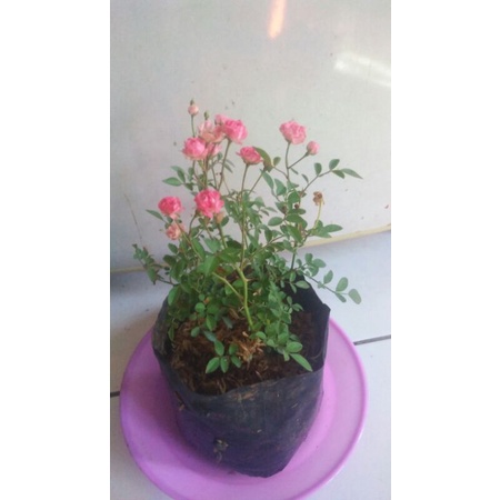 BabyRose(Mawar kecil)Murah
