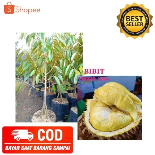 (COD) BIBIT DURIAN MONTONG TANAMAN POHON DURIAN MONTONG