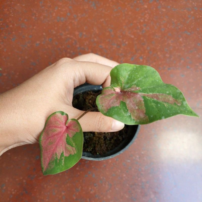 caladium keladi red clone