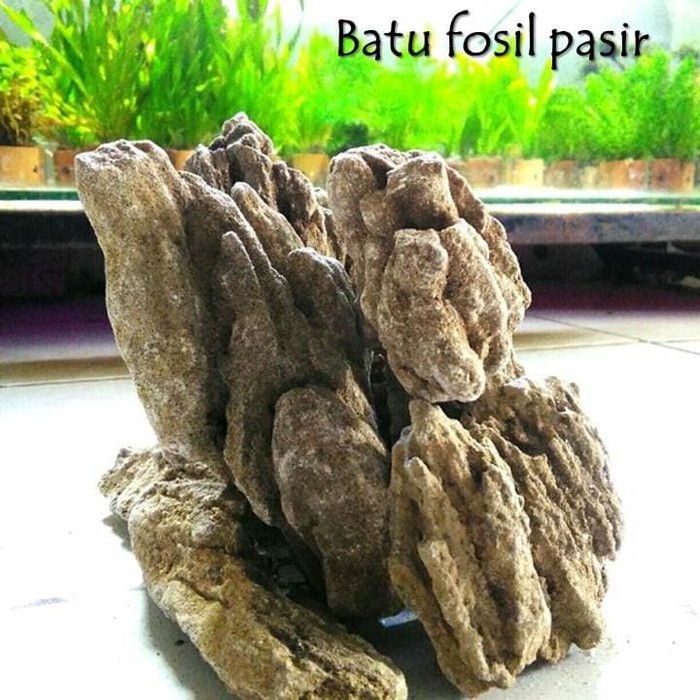 batu aquascape batu fosil pasir grade A 1kg