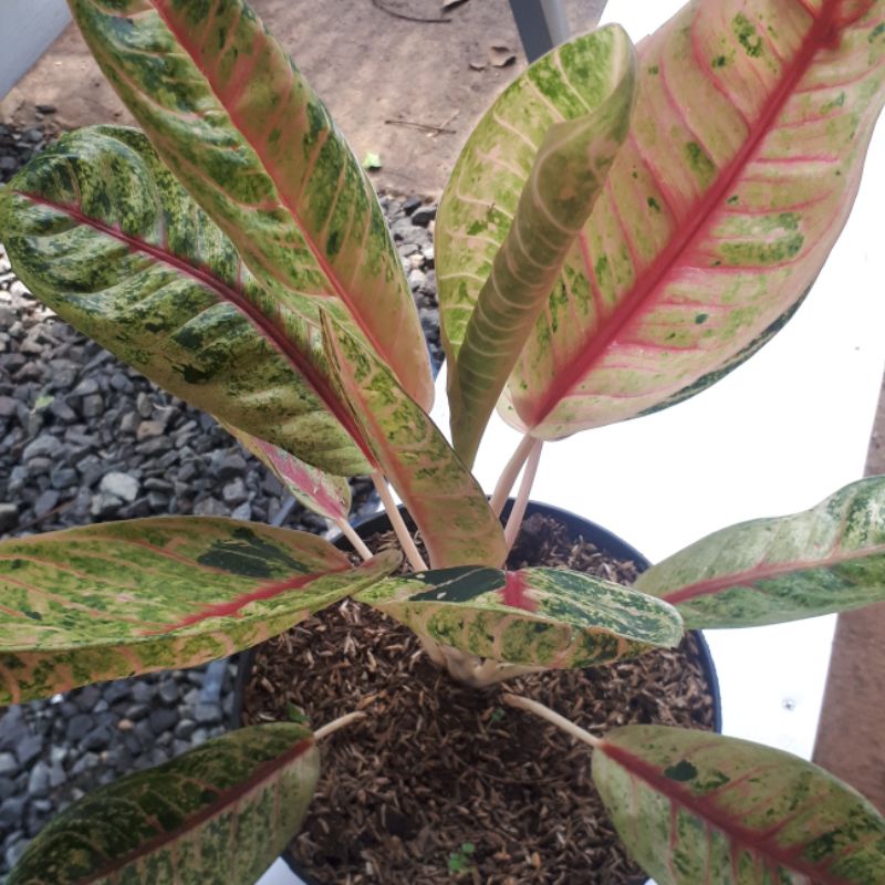 aglonema donacarmen mutasi