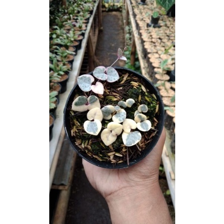 Tanaman hias string of heart variegata