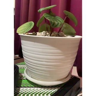 Jual Pot  Tawon  15 cm Shopee Indonesia