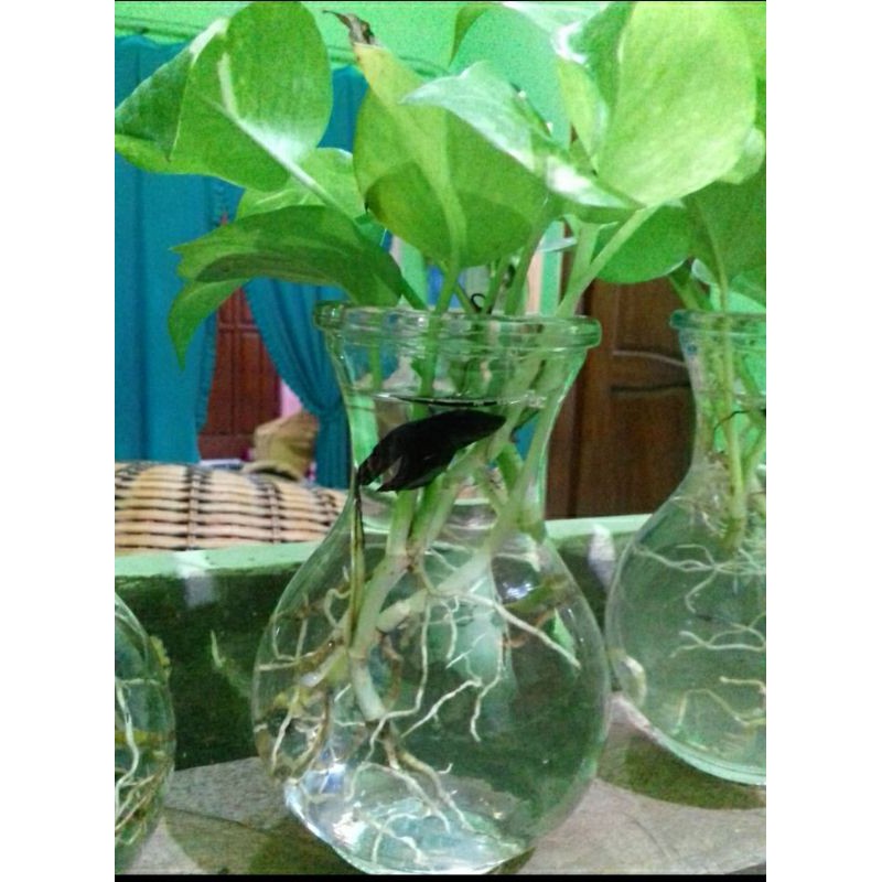 Botol Aquarium Mini Ikan Cupang / Vas
