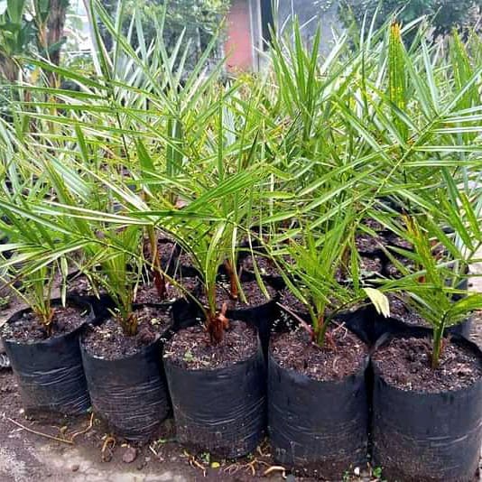 BIBIT KURMA