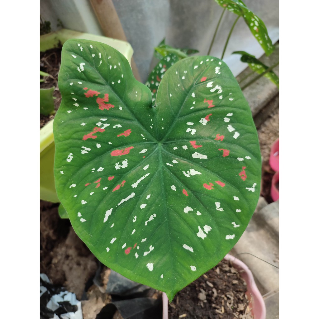 Bunga Keladi Tricolor Bunga Murah Tanaman Hias Caladium Threecolour Murah Cantik