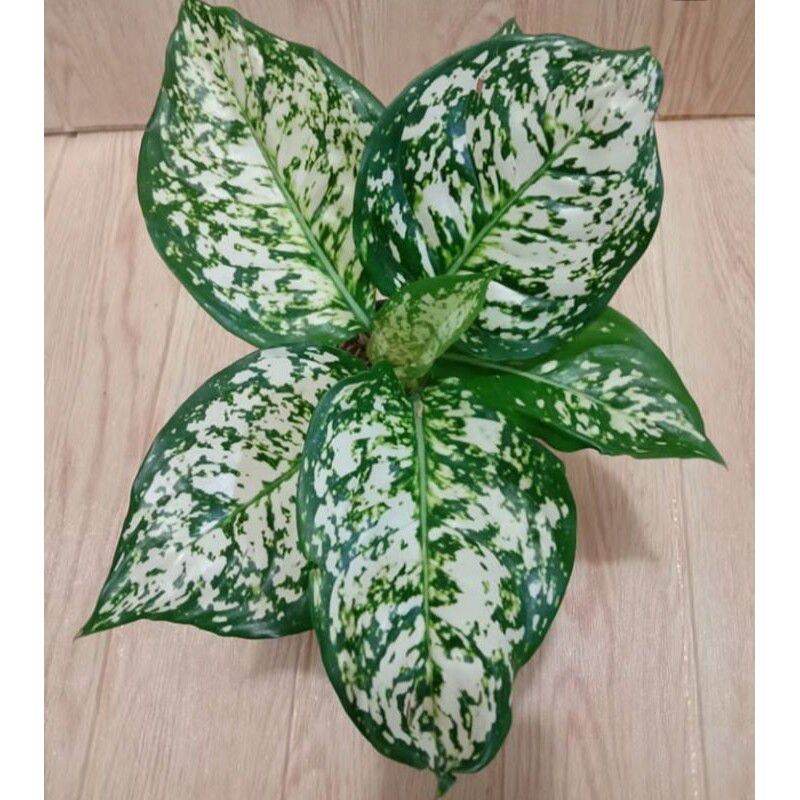 tanaman hias aglonema dud white./tanaman hidup/tanaman mudah tumbuh/hiasan rumah/tanaman hias cantik