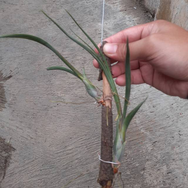 Tillandsia intermedia