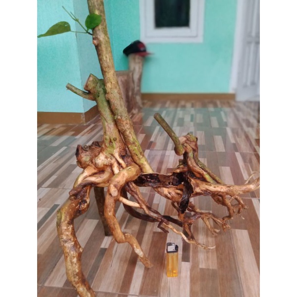 bahan bonsai wahong gunung karakter rekomen sekali