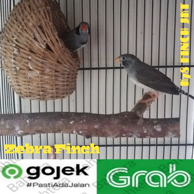 SEPASANG ZEBRA FINCH PIPI HITAM (BC)