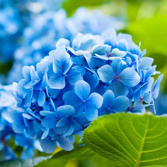 latisha01.collection