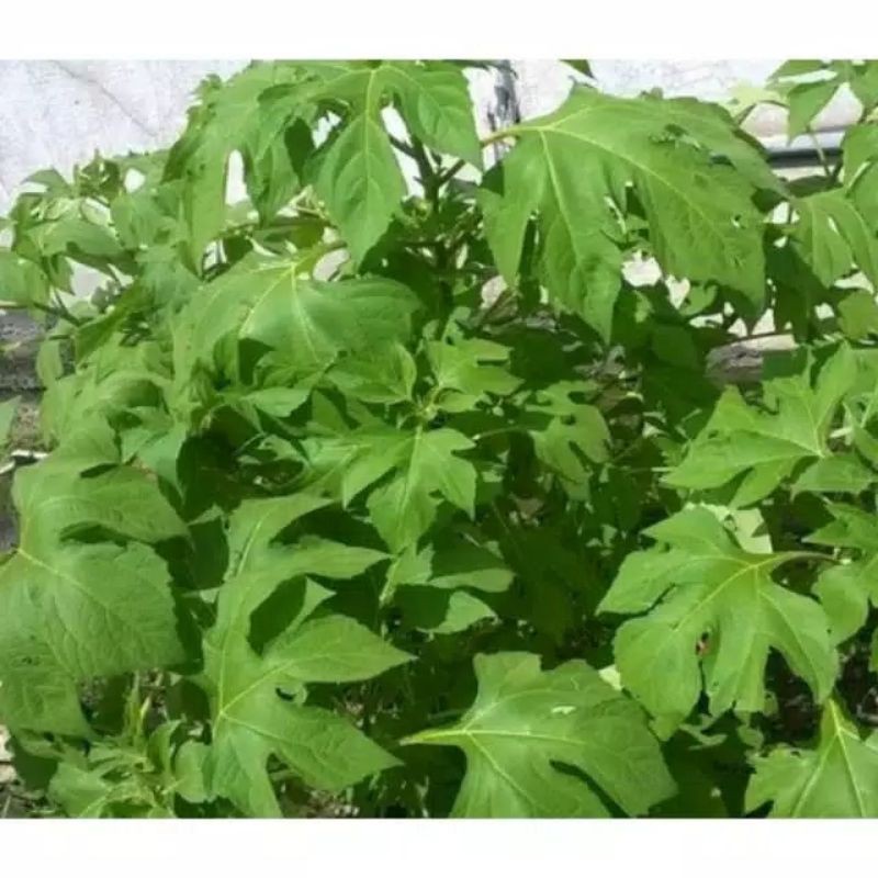 

Daun Insulin Ki Pahit Segar 500 Gram Alami