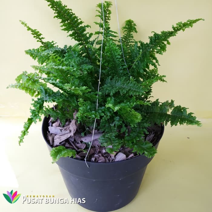 tanaman hias pakis boston - pakis boston