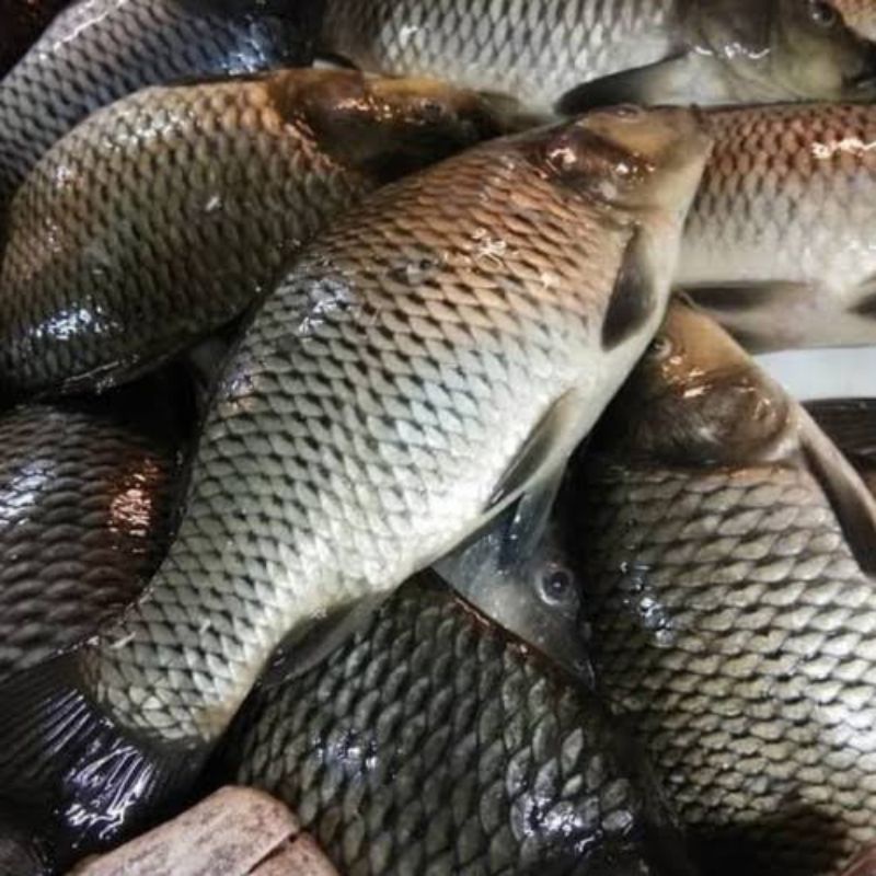 Grosir Ikan Mas 500 gr