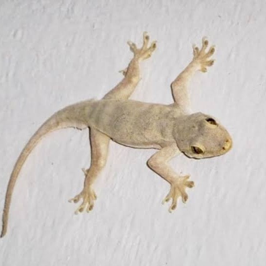 cicak hidup pakan predator per ekor hewan cicak hidup untuk mancing