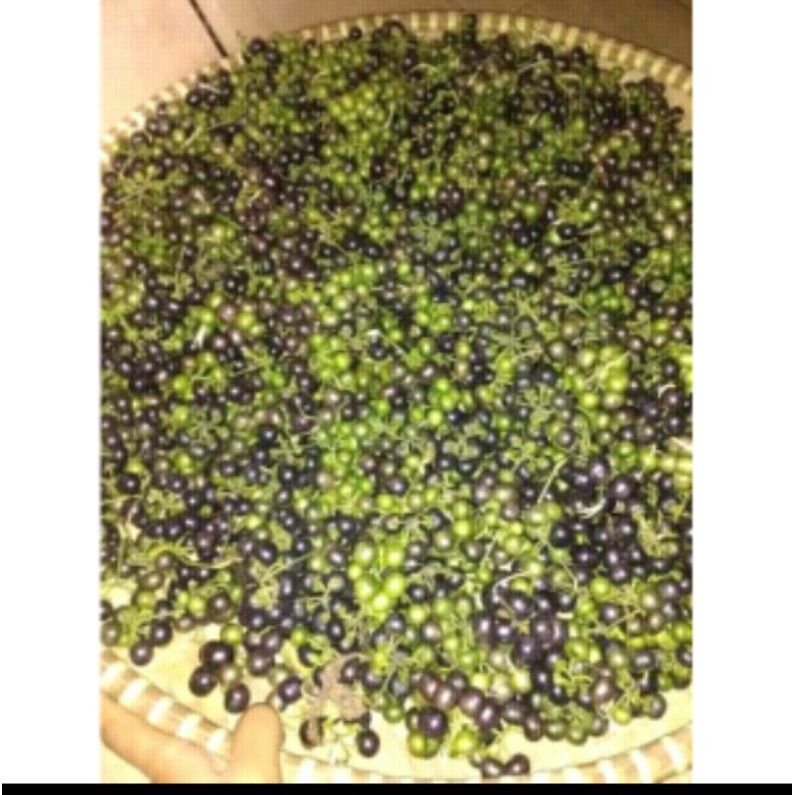 

Ssl09 lencak lenca 1kg