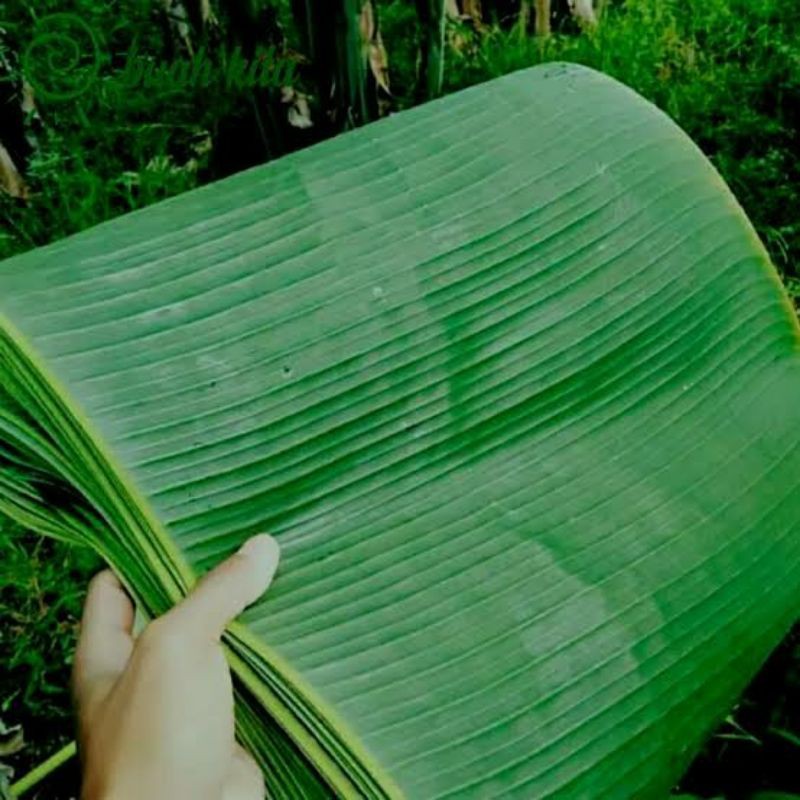 

Daun pisang berkualitas