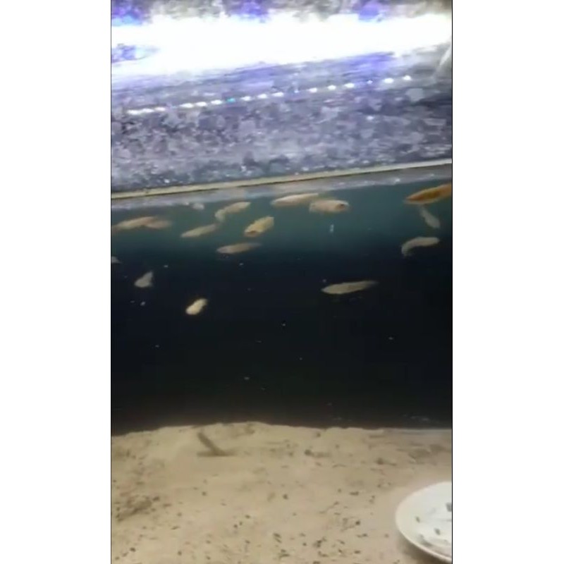 Chana Asiatica rs pure