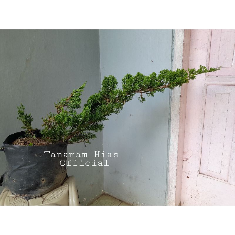 Tanaman Hias cemara Sinensis Hijau ukuran besar 70cm-100cm