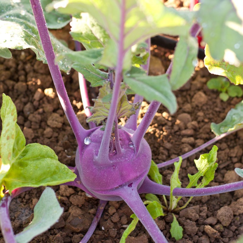 Benih-Bibit Kohlrabi Purple Vienna (Haira Seed)