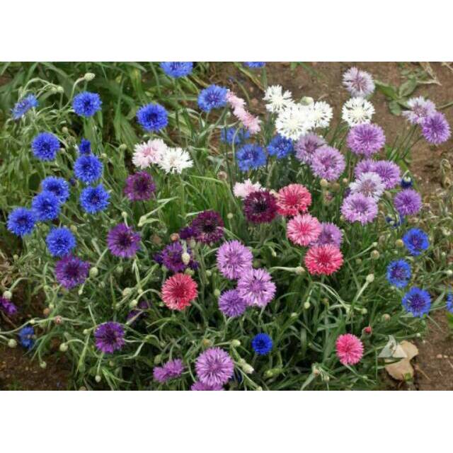 Amefurashi 50 Benih Bibit Biji Bunga Cornflower Mix Colour Edible Flower Bachelor's Button mudah tumbuh