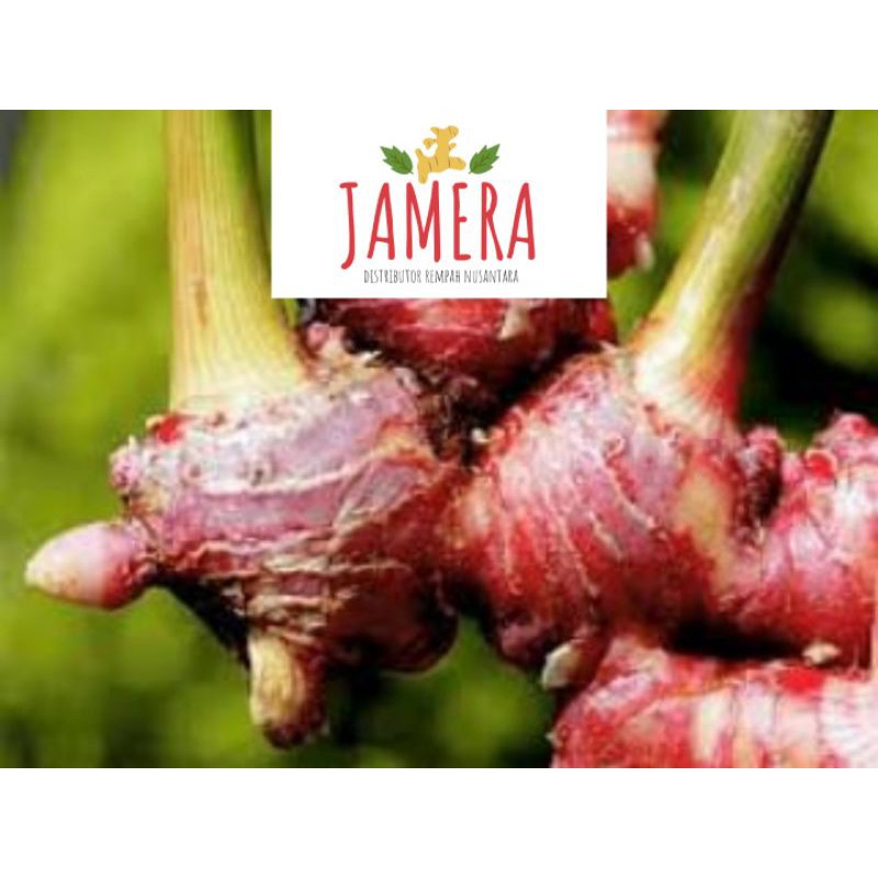 Jahe Merah Segar Bersih 500 gram (sudah dicuci) / Jahe Merah Fresh