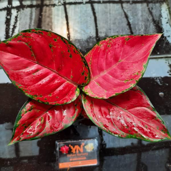 [PROMO 99A44] Tanaman Hias Aglonema Red Anjamani / Tanaman Hias Bunga Red anja / Bunga Hias / Tanama