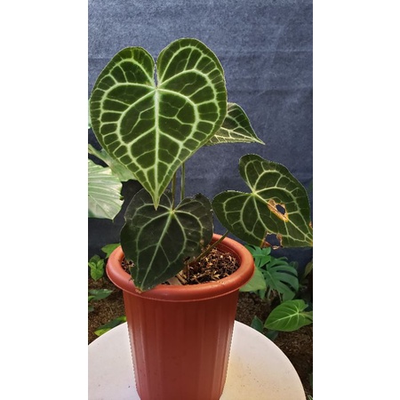 Anthurium Clarinervium / Kuping gajah Tarantula
