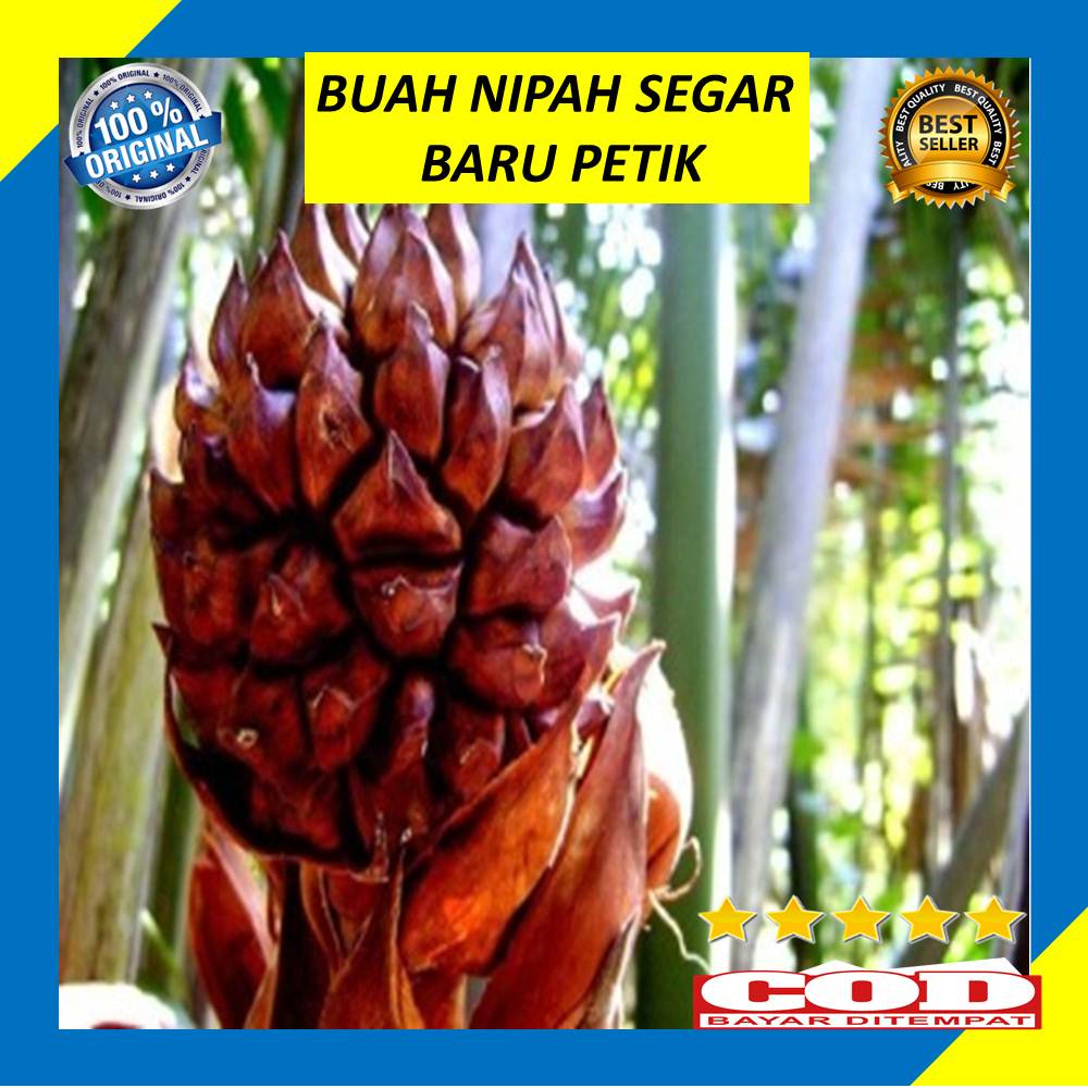 

Buah Nipah 1 Kg Segar Baru Petik Dahon Fresh