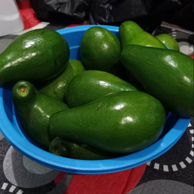 

Alpukat Mentega Lampung