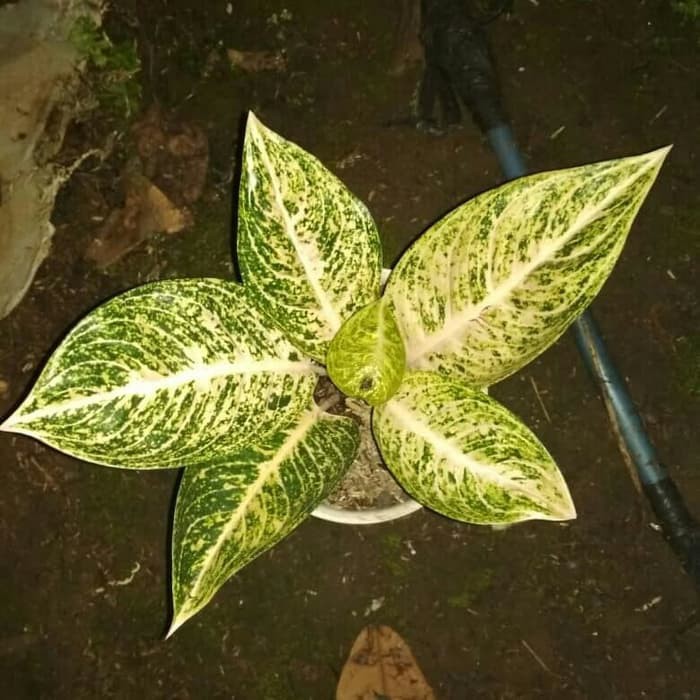 Aglonema white Tiara / Aglaonema Putih Tiara