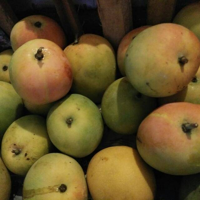 

Mangga gedong 1kg