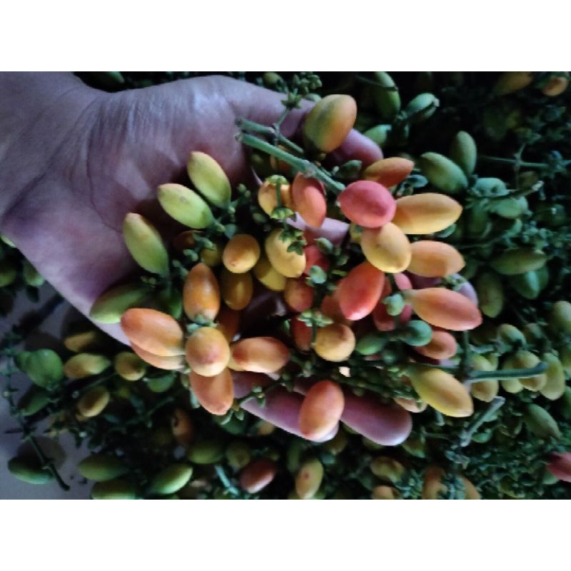 

melinjo tua 250 gram termurah