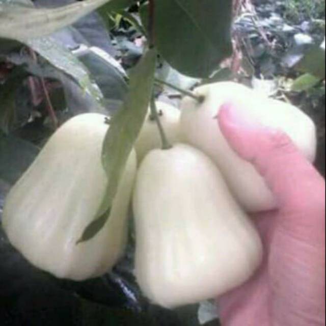 bibit jambu air madu susu