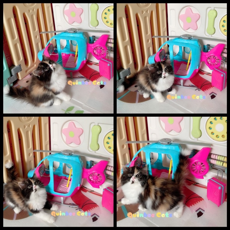 kucing Persia Flatnose betina calico