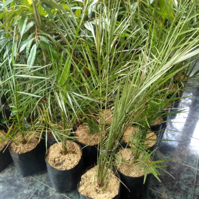 

Bibit Kurma Tropis KL1